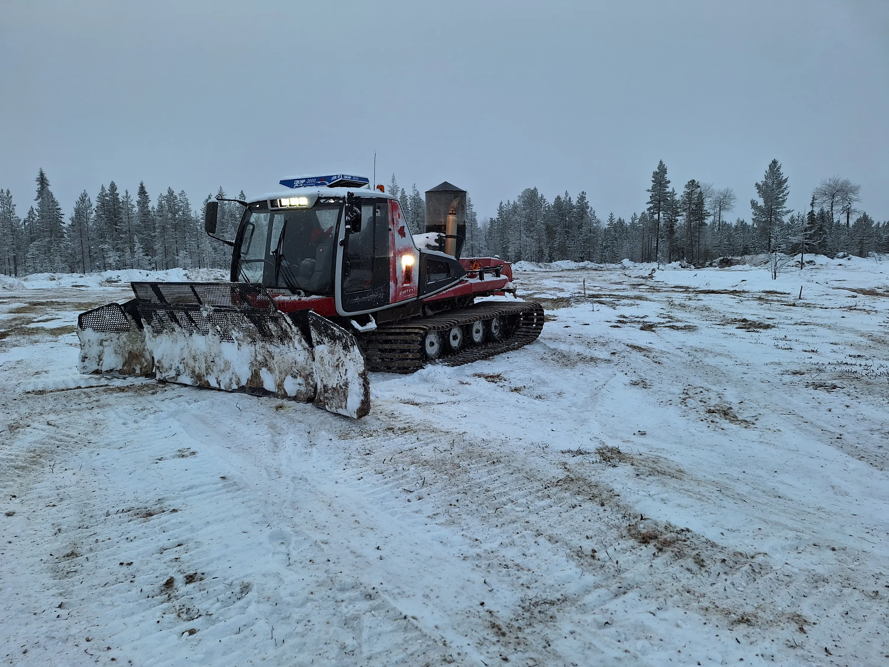 Punainen lumikissa seisoo lumisella pellolla, taustalla lumisia puita ja harmaa taivas.